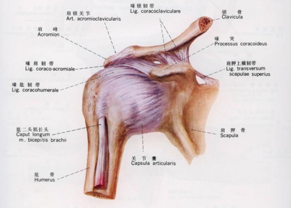 肩关节(前观)示意图