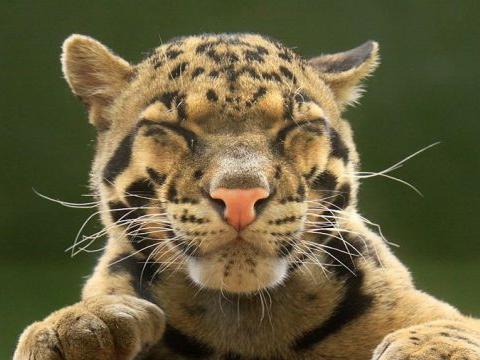 赖国光:很重要的猴年十二生肖运势–虎