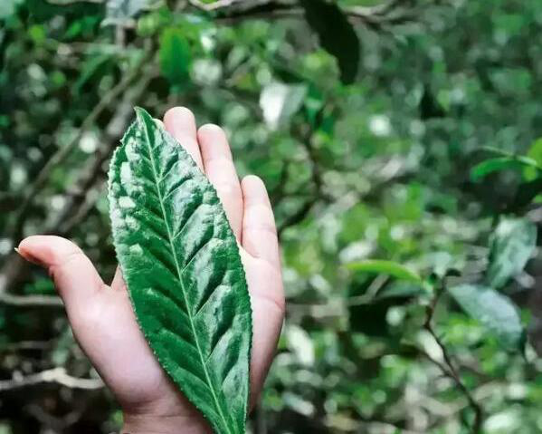 普洱大叶种茶为何比小叶种的茶香气更持久?