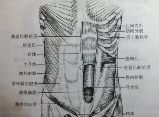 身体前外侧的腹肌肌群是由腹直肌,腹外斜肌,腹内斜肌以及腹横肌组成