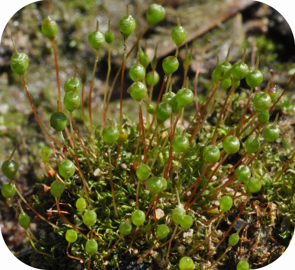 【植物王国的小矮人】葫芦藓