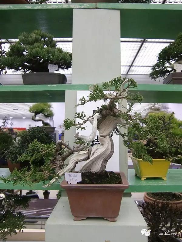 京都小盆栽雅风展部分精品欣赏