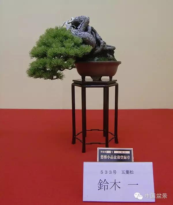 京都小盆栽雅风展部分精品欣赏