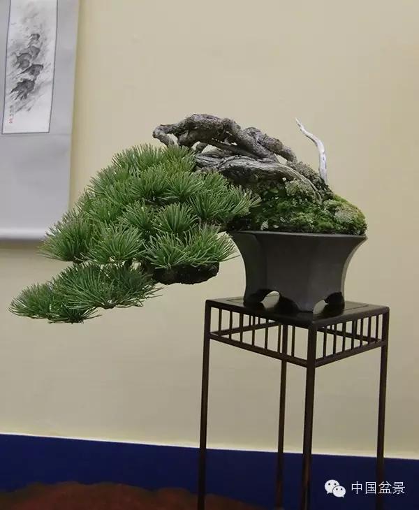京都小盆栽雅风展部分精品欣赏