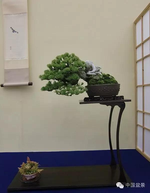 京都小盆栽雅风展部分精品欣赏