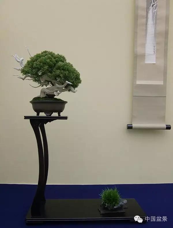 京都小盆栽雅风展部分精品欣赏