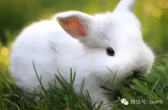 小白兔的特点