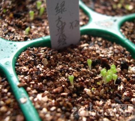 多肉植物种子出芽后怎么管理?