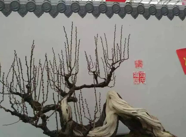 其中,室内展地点设在花博园会展中心,分梅花蜡梅古桩盆景展,写意盆景