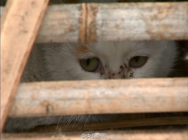 江苏动保志愿者向警方求助截停卡车 救下两千只猫