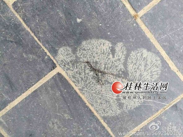西山公园附近的各式化石地砖。（图片均由网友“赶尾人”提供）