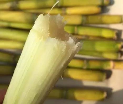 一根甘蔗,在冬天竟能解决这么多问题?宝贝便当