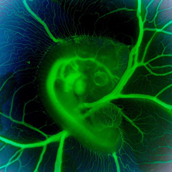 天眼看世界,这11张生命科学图片,张张都让人看傻