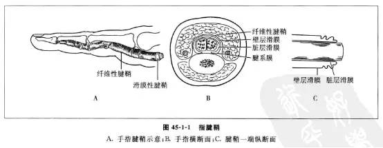 如图可知:腱鞘分为两层,外层为纤维性鞘膜,内层为滑液膜.