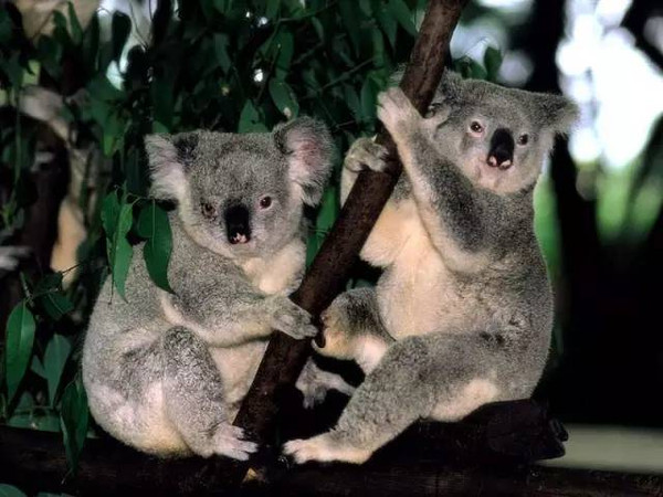 澳洲免签多久 mp55181240_1453140930891_13.jpeg