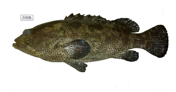石斑鱼又是一种低,的上等食用鱼,被港澳地区推为四大名鱼之一.