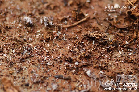从土里抖出来的根粉蚧壳虫,非常小.