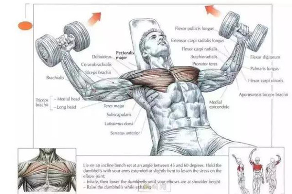 胸肌的各种角度锻炼方法