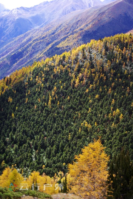 云南松,高山松林带,针阔混交林带,亚高山暗针叶林带,高山灌丛草甸带