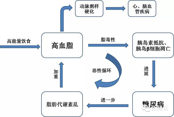 高血脂会引起动脉粥样硬化和加重糖尿病.