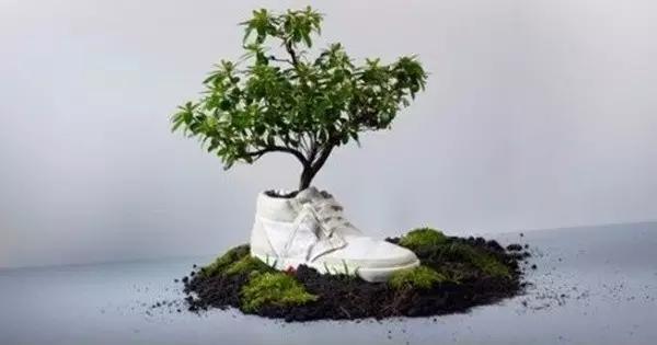 这不是盆栽,是鞋栽,很特别吧?
