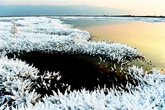 图文:山西运城盐湖现"硝凇"景观