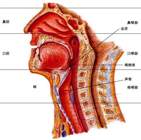 喉骨什么成语_喉骨图片(3)