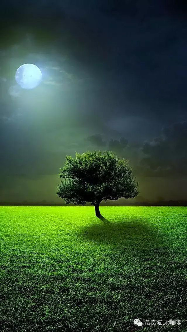 3.即使在孤独中死去,它也保持着作为一棵树的尊严和姿态.