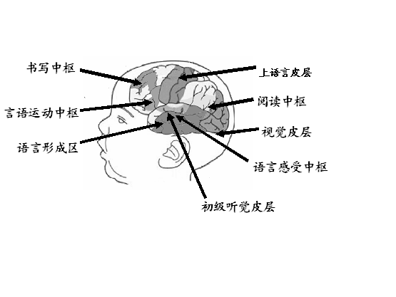 皮层有关的神经中枢共同支配;包括:运动性言语中枢(说话和书写中枢)