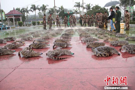 广西防城港边防支队查获70条野生暹罗鳄(图)