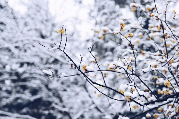 【组图】好久不见,珞珈初雪!,匆匆那年好久不见