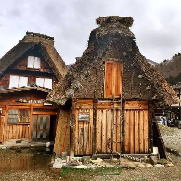 合掌造是日本一种特殊的民宅形式,特色是以茅草覆盖的屋顶,呈人字型