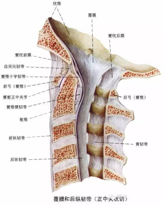 脊椎影像检查,这些解剖结构是基础