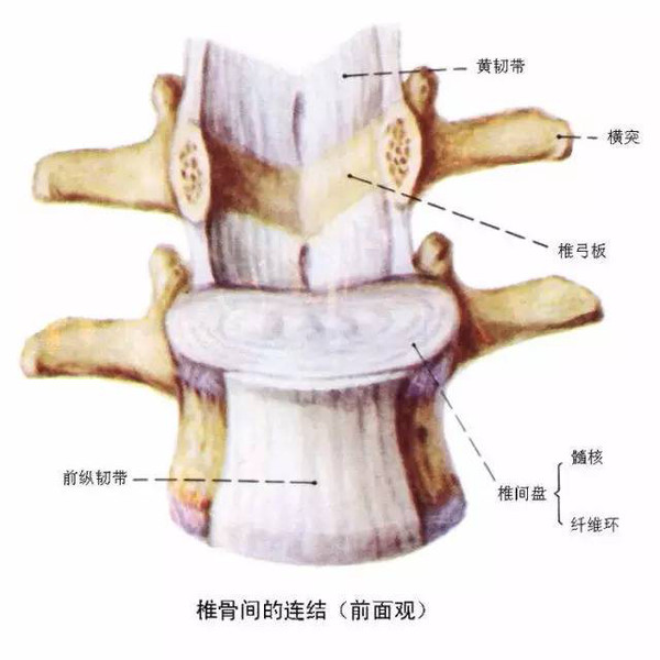 脊椎影像检查,这些解剖结构是基础