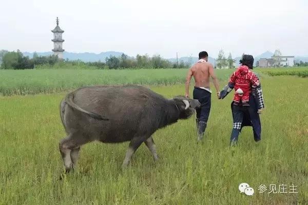 遍地是休闲农庄究竟啥开云 开云体育官网是休闲农庄？(图12)