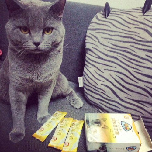 怎么看小猫有没有拉屎 mp56019224_1453452859028_5.jpeg