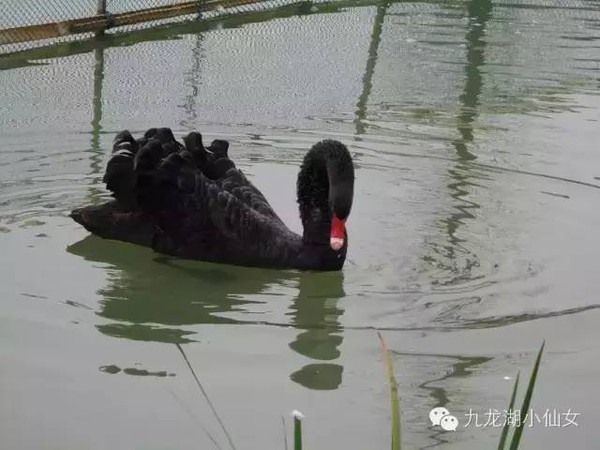 但癞蛤蟆深知自己像貌丑陋配不起那这高贵美丽的白天鹅,癞蛤蟆就选了