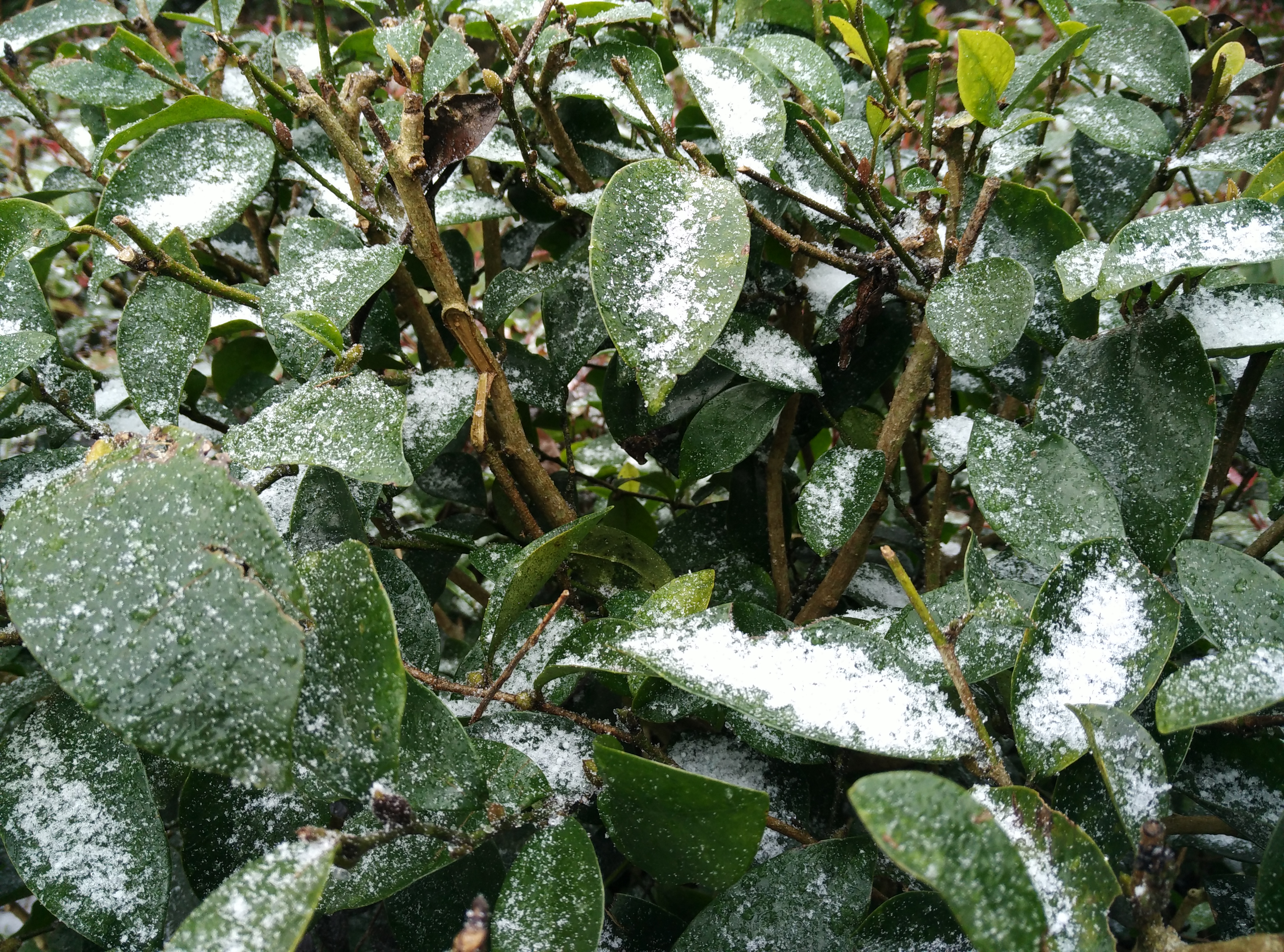 福州永泰下雪啦永泰云顶今早