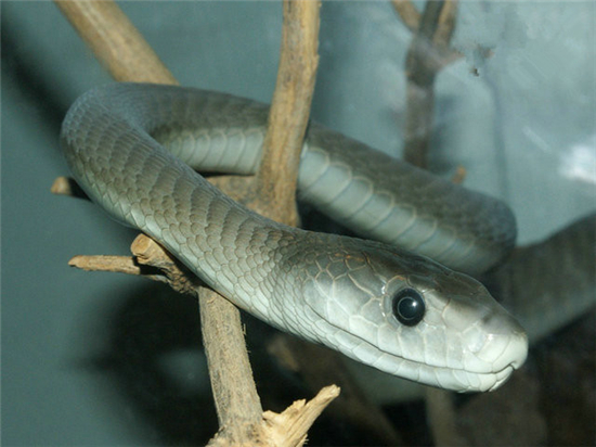 10,非洲死神——黑曼巴蛇 世界十大毒王中排名第10的黑曼巴蛇,是世上