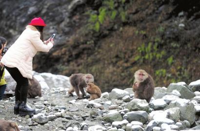 寒流来袭四川百余猴哥下山觅食 一家子抱团取暖 