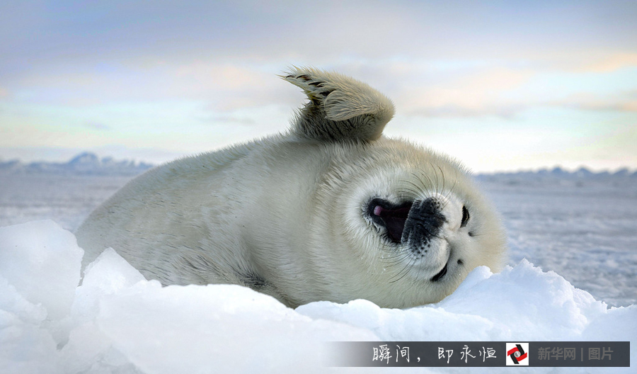 在这冰天雪地之中,各种小动物们或呆萌可爱,或调皮搞笑.