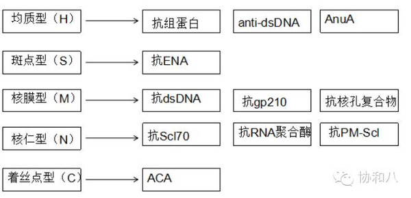 如何才能读懂你我的抗核抗体丨一页手册协和八