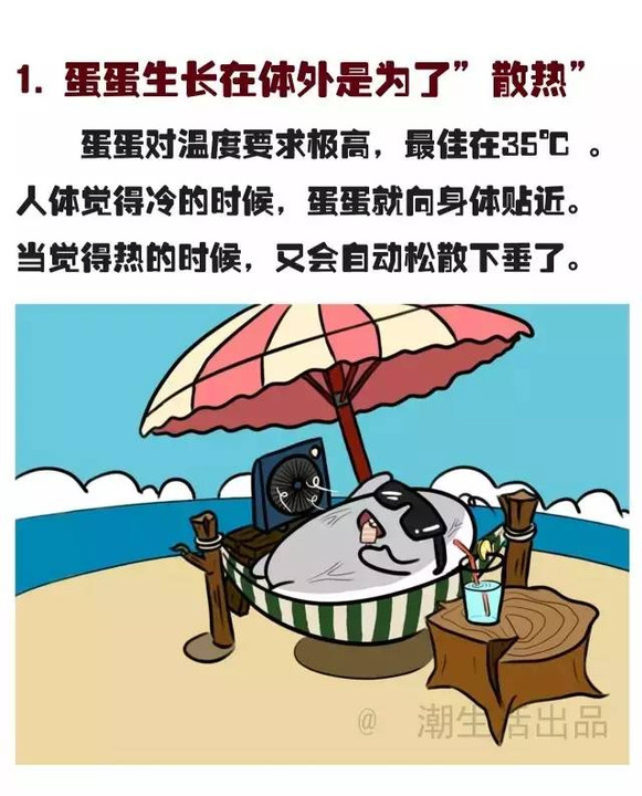 男生蛋蛋的秘密,竟然是这样的.