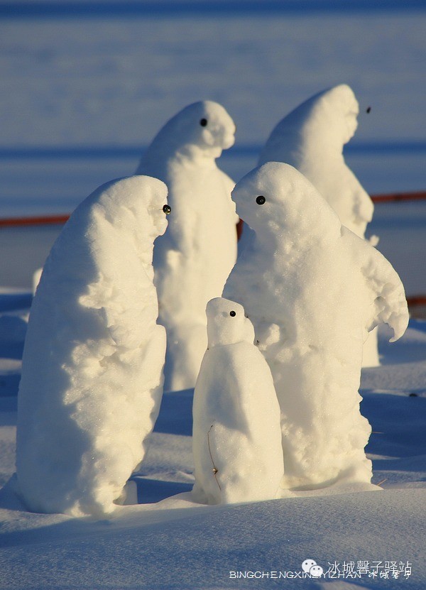 爱极了松林村头的那群企鹅雪雕,这里的静谧真有点让人有种如入南极的