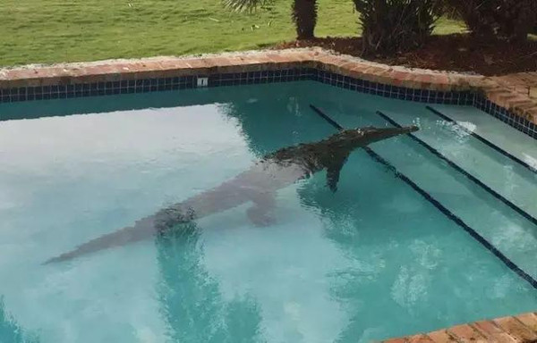 一觉睡醒后,他发现家里的泳池被鳄鱼占领了.