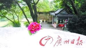 西樵山茶花园内,游客将花朵置于堆起的雪中,意境十分特别。