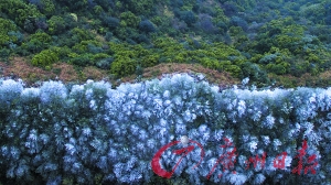 航拍皂幕山,可见大片树林结满了冰挂,场面壮观。