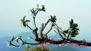 皂幕山美丽的冰挂。