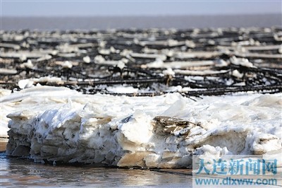 1月24日,在我国紫菜主产区江苏连云港市海州湾沿海拍摄的被海冰覆盖的紫菜。
