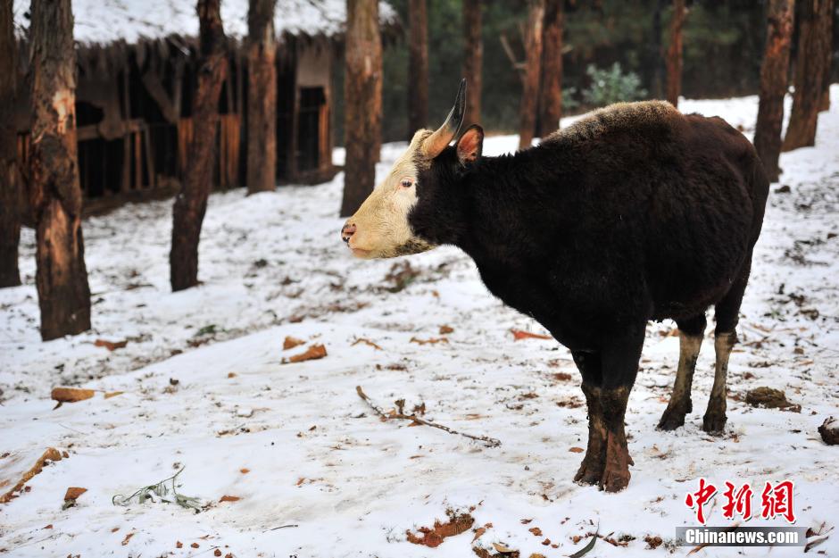 独龙牛在雪地里悠闲吃草. 刘冉阳 摄